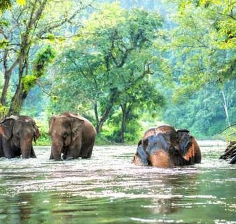 5.Gün OTELDEN ÇIKIŞ, FİL SAFARİ VE BALİ’YE GELİŞ – Tayland-Bali İkilisi 11 Gün 9 Gece Kişiye Özel VIP Program Uçak Dahil