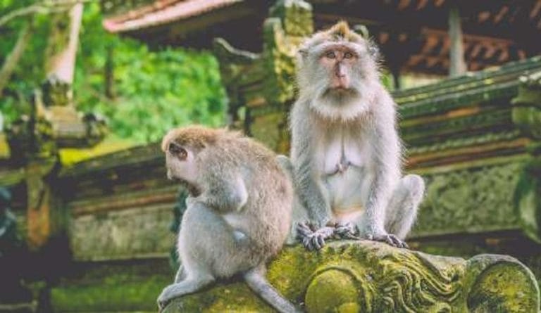 6.Gün UBUD GEZİSİ & JUNGLE CLUB GEZİSİ – Tayland-Bali İkilisi 11 Gün 9 Gece Kişiye Özel VIP Program Uçak Dahil