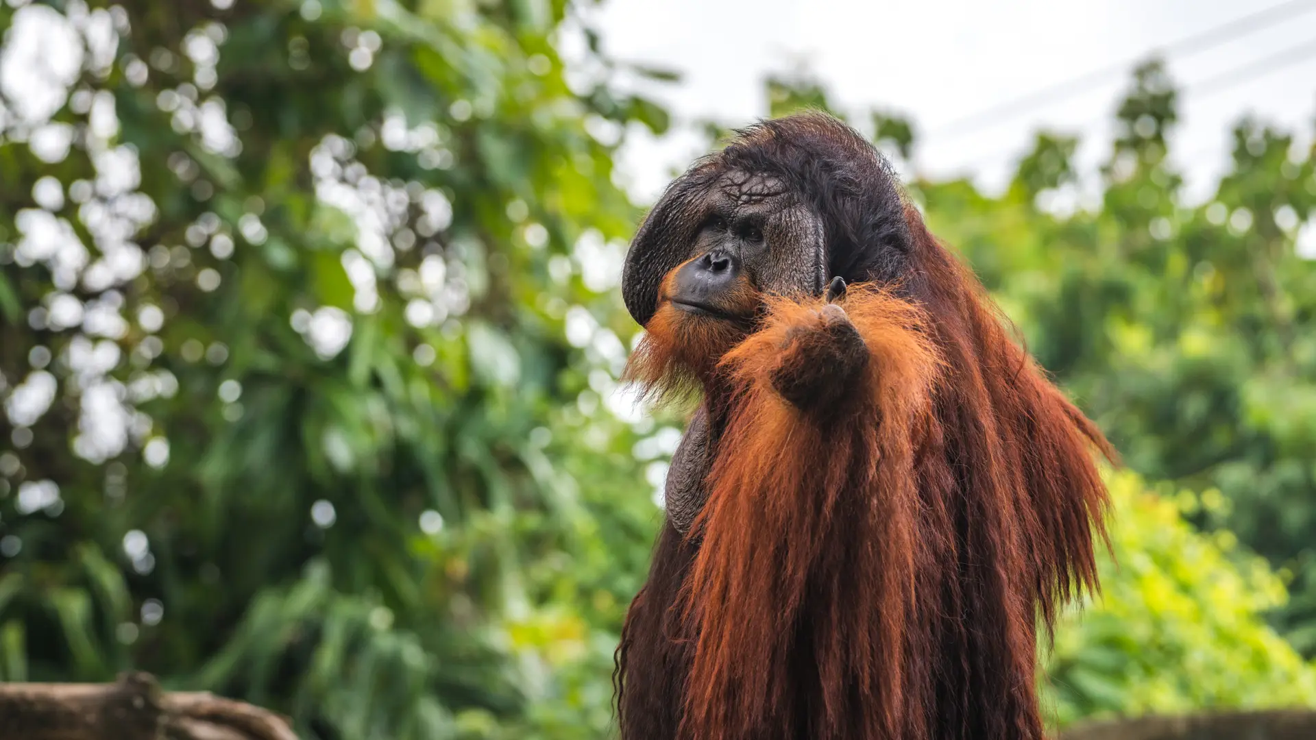 Bronze Paket Bali Ki̇şi̇ye Özel Şoförlü Vip Program