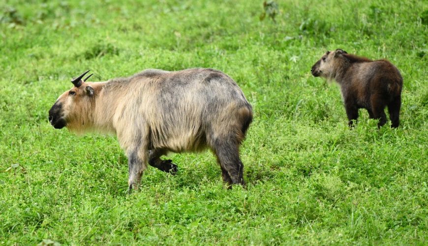 Sri Lanka ETA vizesi nasıl alınır