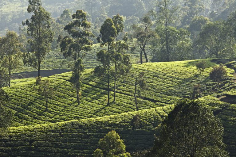 Nuwara Eliya çevresinde sıra sıra çay tarlaları