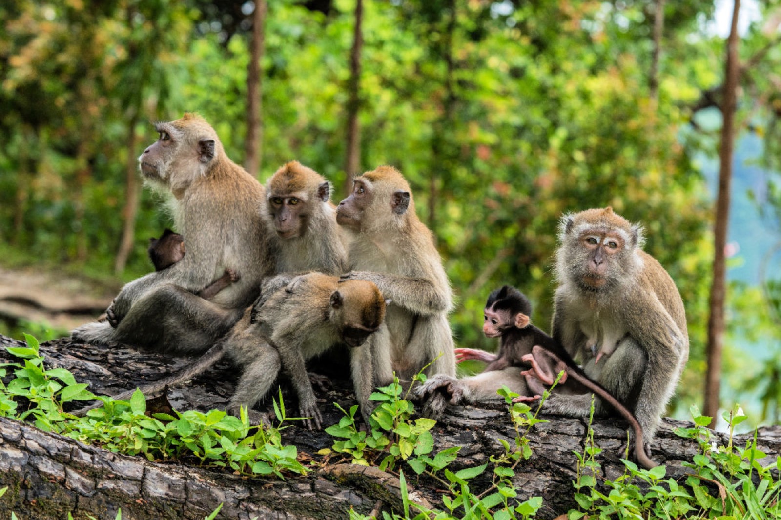 Bali Monkey Forest