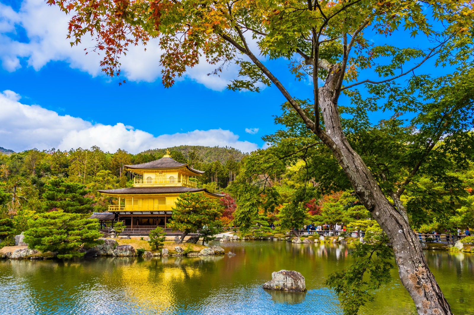 Kyoto Kinkakuji Altın Köşk Tapınağı