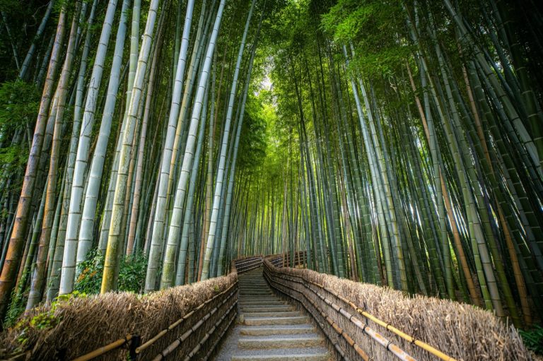 THY ile Direkt Uçuş Şahane Japonya Turu Tokyo, Kyoto, Nara, Osaka