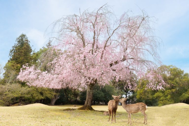 THY ile Direkt Uçuş Şahane Japonya Turu Tokyo, Kyoto, Nara, Osaka