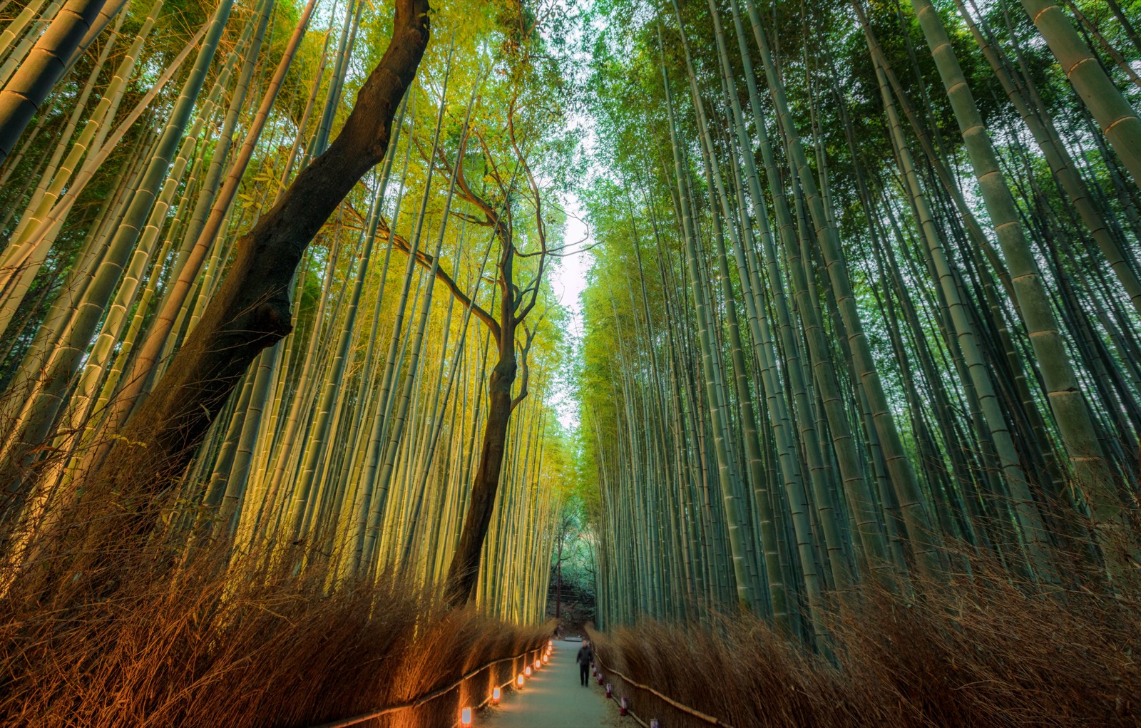 Arashiyama Bambu Ormanı, Kyoto