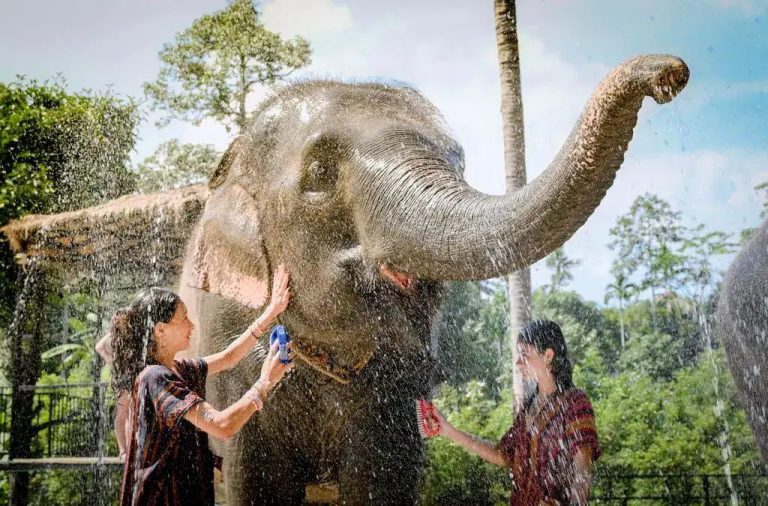 THY İle Phuket Bangkok Turu 7 Gün 6 Gece 17-23 Mayıs 2027 3. gün 1. görsel: Phuket’te fil yıkama (ekstra tur) Hayta Yollarda Travel